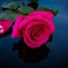 rose_sunday_